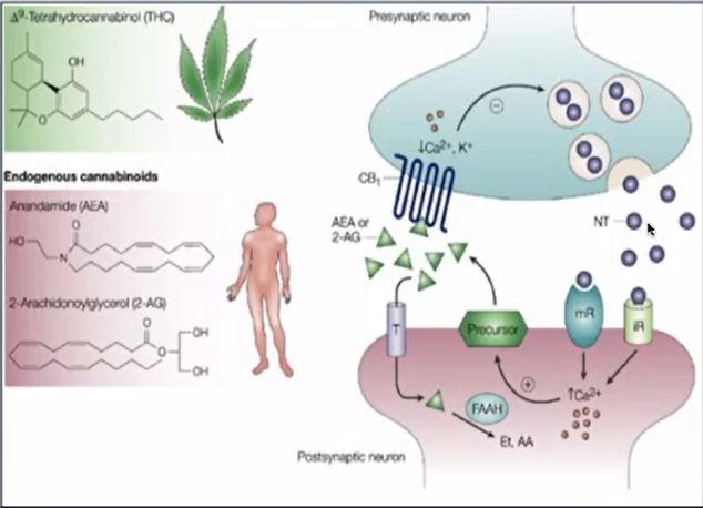 //medcansupport.co.uk/wp-content/uploads/2020/04/Anandamide.png