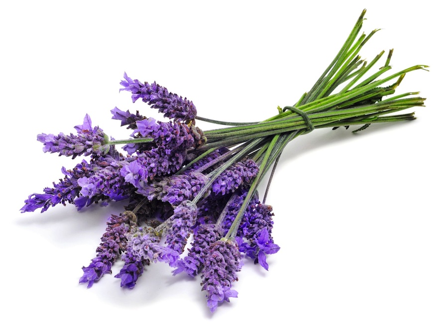 //medcansupport.co.uk/wp-content/uploads/2020/04/Lavender-1_0.jpg