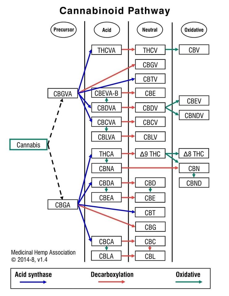 //medcansupport.co.uk/wp-content/uploads/2020/04/cannabinoids.jpg